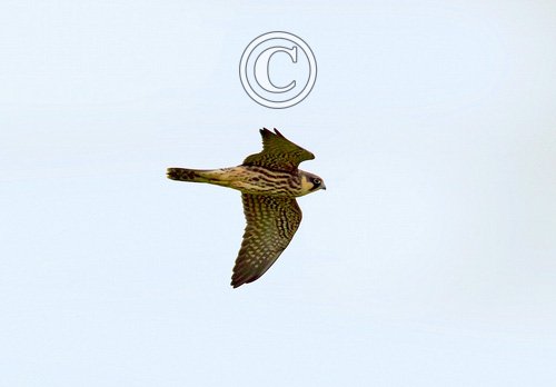 Hobby in  Flight DM1534